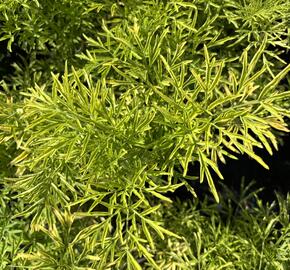 Bez černý 'Golden Tower' - Sambucus nigra 'Golden Tower'