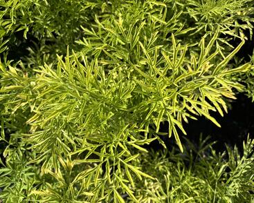 Bez černý 'Golden Tower'