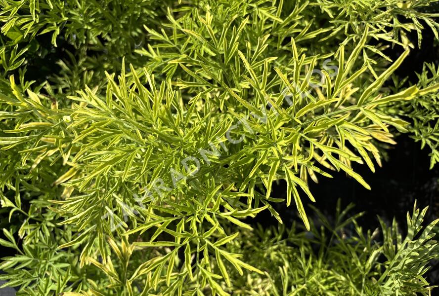 Bez černý 'Golden Tower' - Sambucus nigra 'Golden Tower'