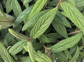 Kalina vrásčitolistá 'Holland' - Viburnum rhytidophyllum 'Holland'