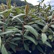 Kalina vrásčitolistá 'Holland' - Viburnum rhytidophyllum 'Holland'