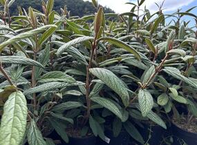 Kalina vrásčitolistá 'Holland' - Viburnum rhytidophyllum 'Holland'