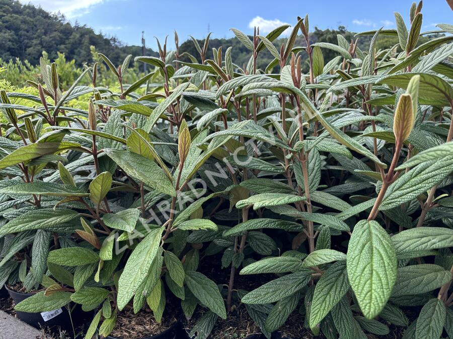 Kalina vrásčitolistá 'Holland' - Viburnum rhytidophyllum 'Holland'