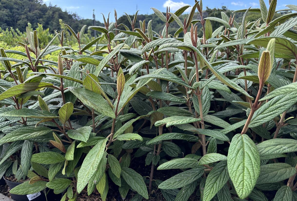 Kalina vrásčitolistá 'Holland' - Viburnum rhytidophyllum 'Holland'