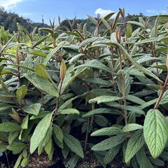 Kalina vrásčitolistá 'Holland' - Viburnum rhytidophyllum 'Holland'