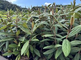 Kalina vrásčitolistá 'Holland' - Viburnum rhytidophyllum 'Holland'