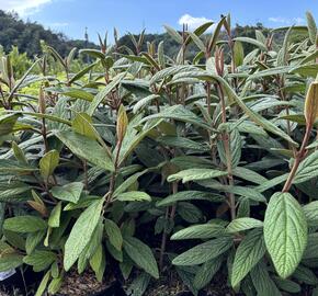 Kalina vrásčitolistá 'Holland' - Viburnum rhytidophyllum 'Holland'