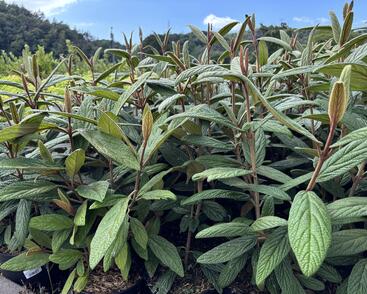 Kalina vrásčitolistá 'Holland'