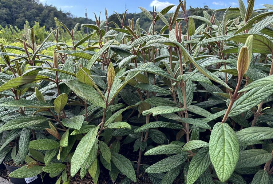 Kalina vrásčitolistá 'Holland' - Viburnum rhytidophyllum 'Holland'