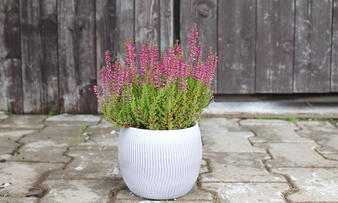 Calluna vulgaris 'Liliane' (Garden girls®).JPG