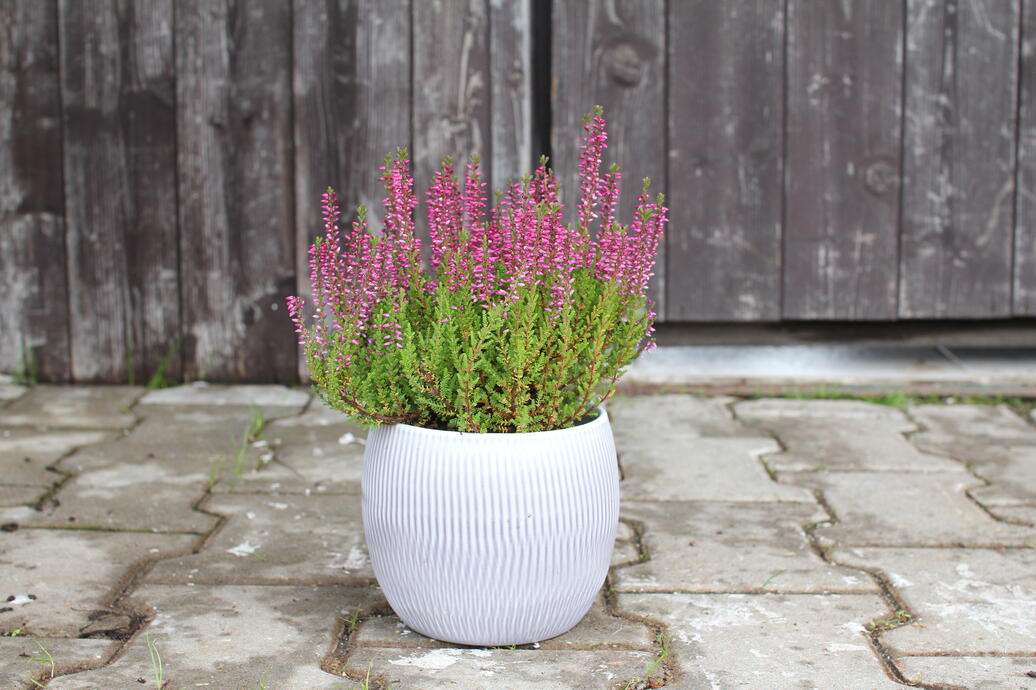 Calluna vulgaris ''Liliane'' (Garden girls®)