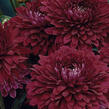 Listopadka indická 'Blenda Purple' - Dendranthema indicum 'Blenda Purple'
