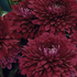 Dendranthema indicum 'Blenda Purple'.png