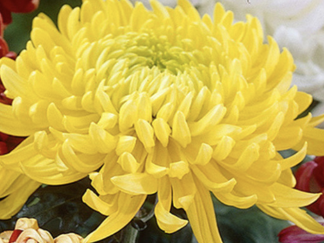 Listopadka indická 'Golden Alex Bedser' - Dendranthema indicum 'Golden Alex Bedser'