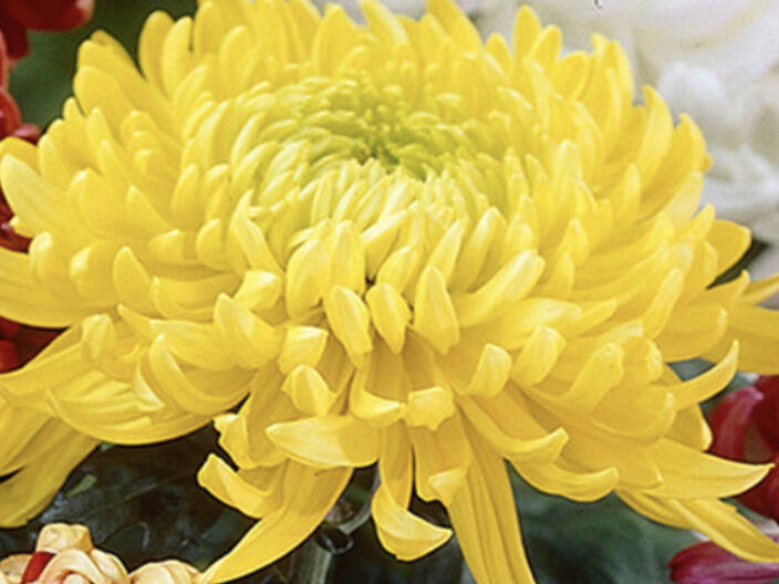 Listopadka indická 'Golden Alex Bedser' - Dendranthema indicum 'Golden Alex Bedser'