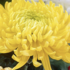 Dendranthema indicum 'Golden Alex Bedser'.png