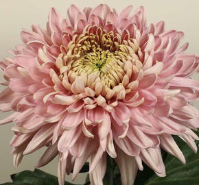 Listopadka indická 'Holliday Rose'