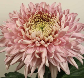 Listopadka indická 'Holliday Rose' - Dendranthema indicum 'Holliday Rose'