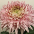 Dendranthema indicum 'Holliday Rose'.png