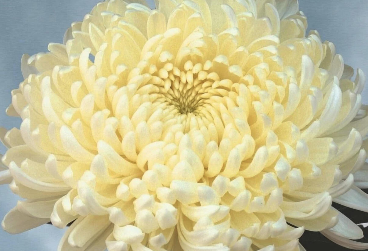 Listopadka indická 'Ja Dank' - Dendranthema indicum 'Ja Dank'