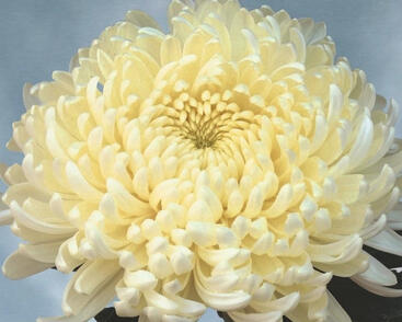 Listopadka indická 'Ja Dank'