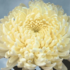 Dendranthema indicum 'Ja Dank'.png