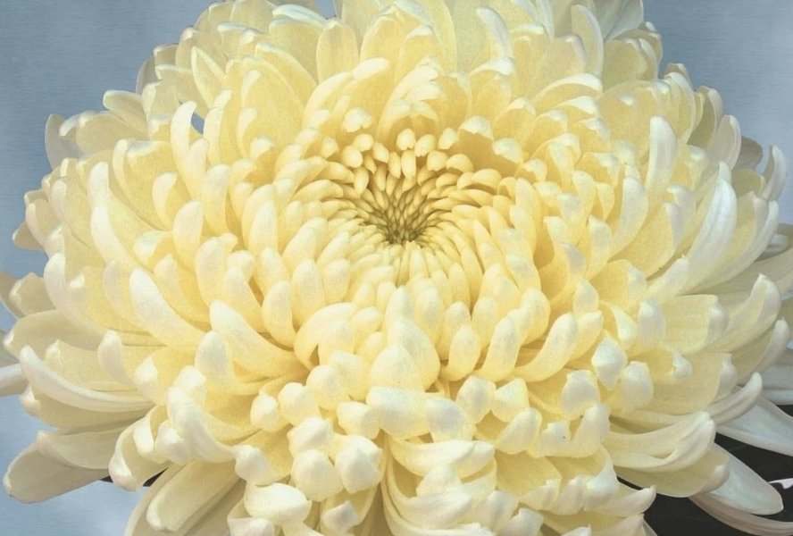 Listopadka indická 'Ja Dank' - Dendranthema indicum 'Ja Dank'