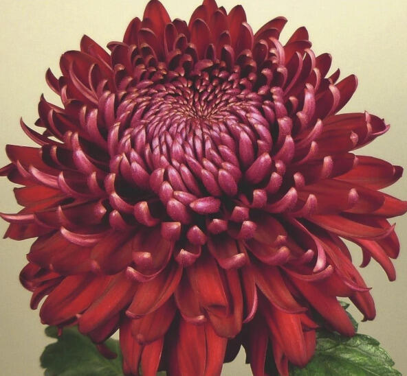 Listopadka indická 'Regal Mist Red' - Dendranthema indicum 'Regal Mist Red'