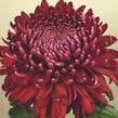 Listopadka indická 'Regal Mist Red' - Dendranthema indicum 'Regal Mist Red'