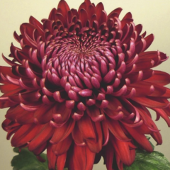 Listopadka indická 'Regal Mist Red' - Dendranthema indicum 'Regal Mist Red'