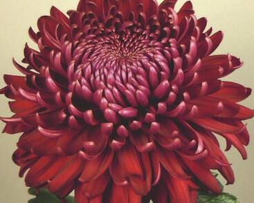 Listopadka indická 'Regal Mist Red'