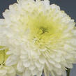 Listopadka indická 'Ellen White' - Dendranthema indicum 'Ellen White'