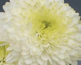 Listopadka indická 'Ellen White'