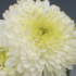 Dendranthema indicum 'Ellen White'.png