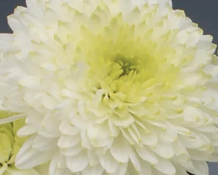 Listopadka indická 'Ellen White' - Dendranthema indicum 'Ellen White'