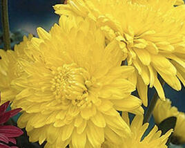 Listopadka indická 'Ellen Yellow'