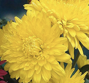 Listopadka indická 'Ellen Yellow' - Dendranthema indicum 'Ellen Yellow'