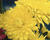 Listopadka indická 'Ellen Yellow'