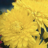 Dendranthema indicum 'Ellen Yellow'.png