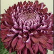 Listopadka indická 'Regal Mist Purple' - Dendranthema indicum 'Regal Mist Purple'