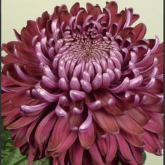 Listopadka indická 'Regal Mist Purple' - Dendranthema indicum 'Regal Mist Purple'