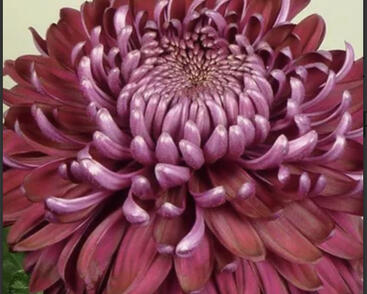 Listopadka indická 'Regal Mist Purple'