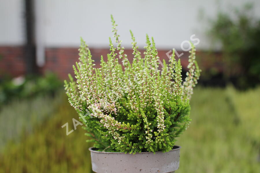 Vřes obecný 'Lilith' (Garden girls®) - Calluna vulgaris 'Lilith' (Garden girls®)