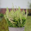 Vřes obecný 'Lilith' (Garden girls®) - Calluna vulgaris 'Lilith' (Garden girls®)