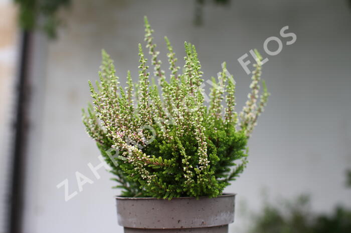 Vřes obecný 'Lilith' (Garden girls®) - Calluna vulgaris 'Lilith' (Garden girls®)