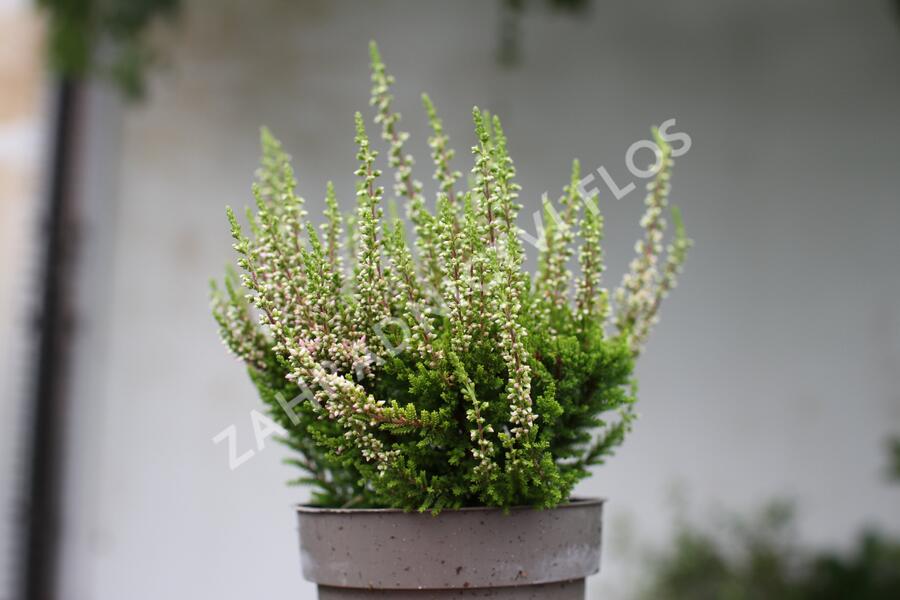 Vřes obecný 'Lilith' (Garden girls®) - Calluna vulgaris 'Lilith' (Garden girls®)