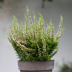 Vřes obecný 'Lilith' (Garden girls®) - Calluna vulgaris 'Lilith' (Garden girls®)