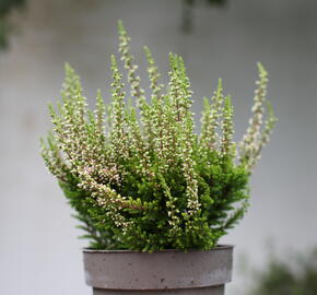 Vřes obecný 'Lilith' (Garden girls®) - Calluna vulgaris 'Lilith' (Garden girls®)