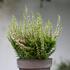 Calluna vulgaris 'Lilith' (Garden girls®)_02.JPG
