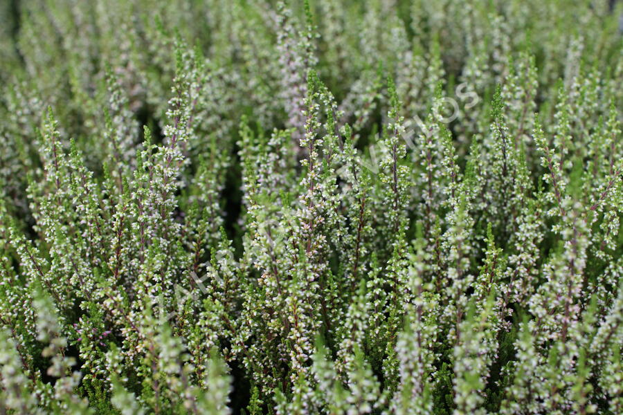 Vřes obecný 'Lilith' (Garden girls®) - Calluna vulgaris 'Lilith' (Garden girls®)